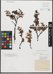 Foto von Salix waldsteiniana Willd.